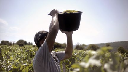 Un homme récolte des grappes qui serviront à la confection d'un crémant, près de Lugny (Saône-et-Loire), le 23 août 2011. (JEFF PACHOUD / AFP)