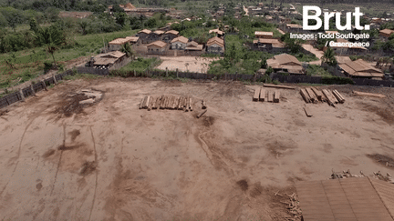 Dans la forêt amazonienne, Greenpeace Brésil s’inquiéte de l’exploitation illégale d’ipé, un bois précieux, par des entreprises peu scrupuleuses.