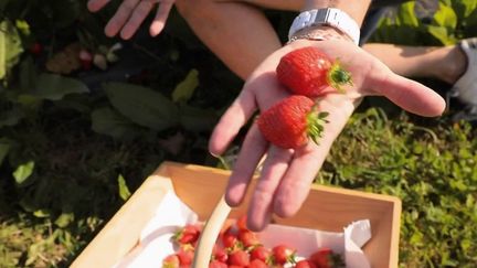 C'est la saison des fraises. Pour les payer moins cher, de nombreuses fermes proposent de venir les cueillir soi-même. (FRANCE 2)