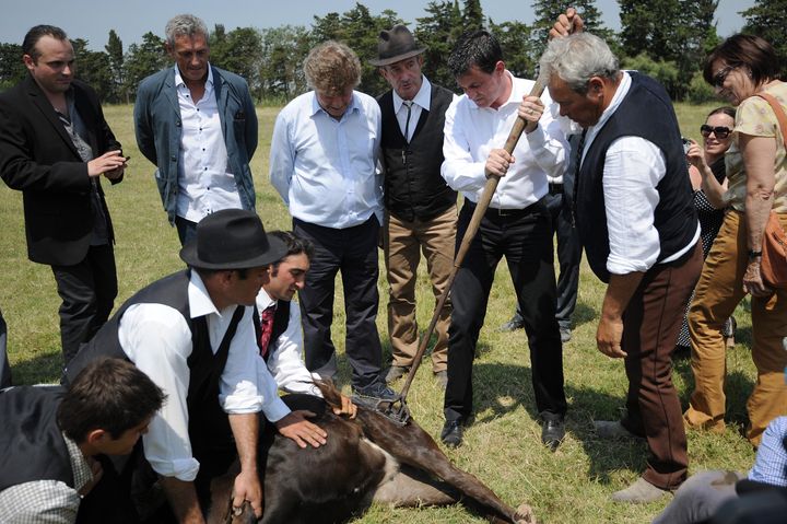 Le ministre de l'Int&eacute;rieur, Manuel Valls, marque un taurillon au fer rouge, &agrave; Vauvert (Gard), le 13 juillet 2013. (SYLVAIN THOMAS / AFP)