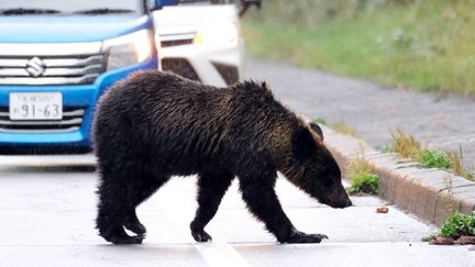 Un ours brun sur une route à Shari, dans la préfecture d'Hokkaido au Japon, le 22 septembre 2023. (NORIAKI SASAKI / YOMIURI / AFP)