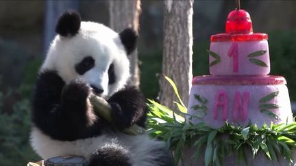 Zoo de Beauval : les jumelles pandas célèbrent leur premier anniversaire