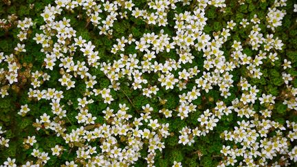 La saxifrage négligée (Saxifraga praetermissa).&nbsp; (ISABELLE MORAND / RADIO FRANCE / FRANCE INFO)