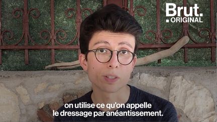 Torture, enfermement, maltraitance…. Les conditions de vie abominables des éléphants dressés pour les touristes sont méconnues. Julien, ex-volontaire chez Wildlife Friends Foundation Thailand, veut ouvrir les yeux du public. Voilà son message.