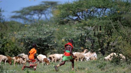 Un nuage de criquets le 21 janvier 2020 dans le centre du Kenya (TONY KARUMBA / AFP)