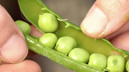 Gastronomie : le retour du petit pois dans l’assiette (France 2)