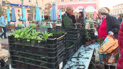 Ce sont 38 000 plantes qui n'ont pas pu être plantées à Saint-Raphael cet été. Cela en raison de l'interdiction d'arroser, survenue après une très importante sècheresse.