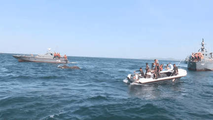 Deux jeunes éléphants ont été sauvés de la noyade dimanche alors qu'ils se trouvaient en pleine mer.