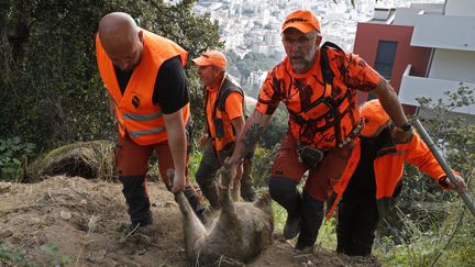 Des chasseurs lors d'une battue au sanglier, en Corse-du-Sud, en avril 2023. (PASCAL POCHARD-CASABIANCA / AFP)