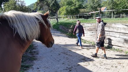 Sésame, le cheval de la famille Zusslin à Orschwihr. (PATRICK GENTHON / FRANCE-BLEU ALSACE)