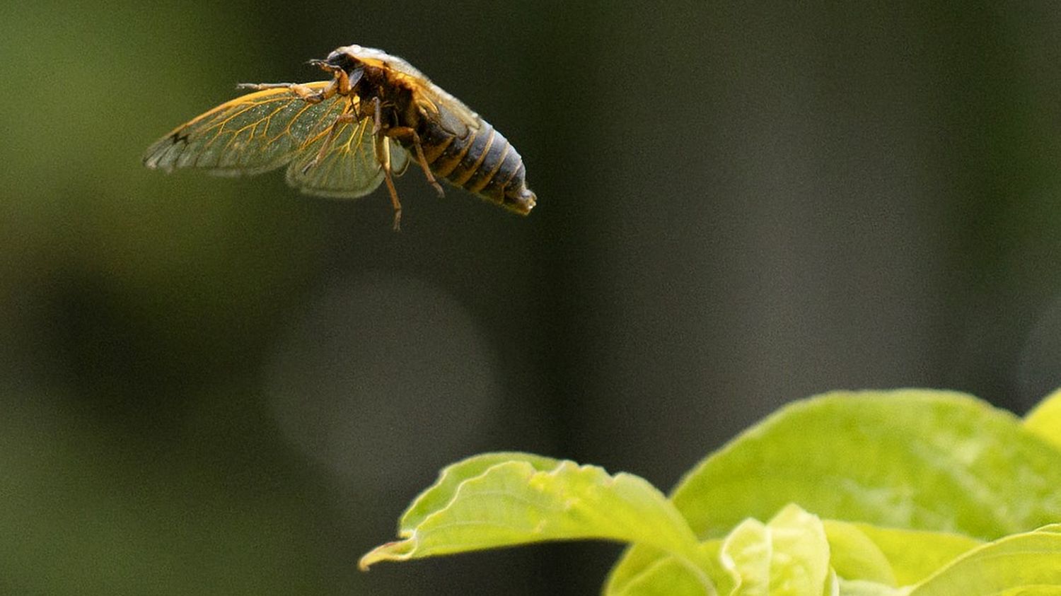 Millions of cicadas emerge from the ground at once