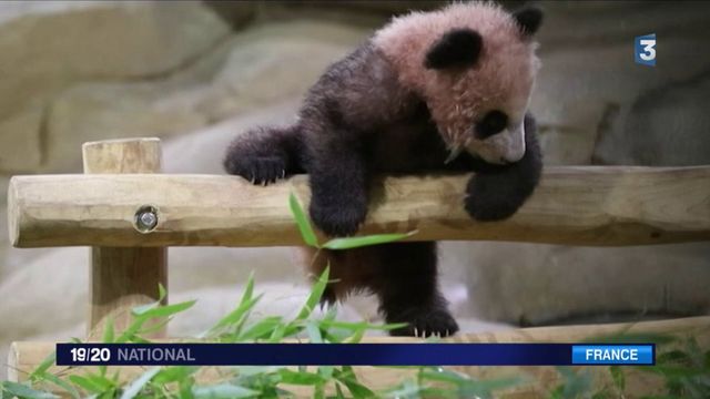 Bebe Panda La Star Du Zoo De Beauval