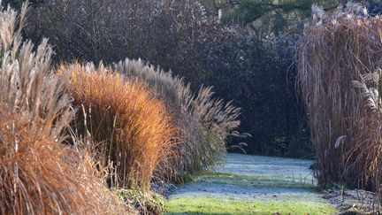 L'hiver sublime la beauté des graminées.&nbsp; (SNEZANA GERBAULT / ISABELLE MORAND / RADIO FRANCE)