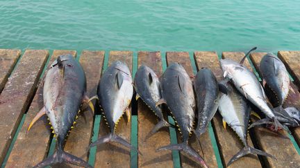 Retour de pêche au thon, au Cap Vert. (GETTY IMAGES)