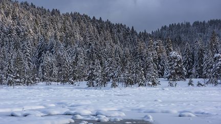 De la neige dans le parc régional des Ballons des Vosges, le 19 novembre 2024. (JEAN ISENMANN / ONLY FRANCE / AFP)