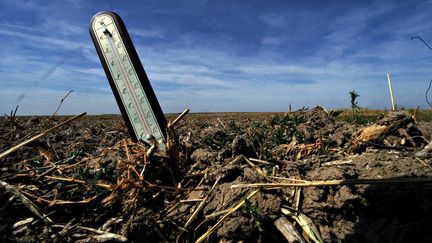 Un champ ravagé par la sécheresse, dans le Loiret, le 18 août 2009. (ERIC MALOT / MAXPPP)