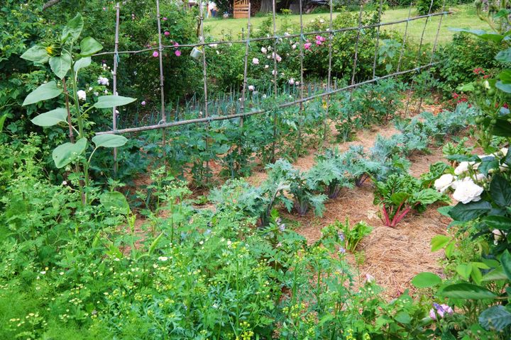 At the Rose des Prairies, even the vegetable garden is surrounded by rosebushes.   (ISABELLE MORAND / DIDIER HIRSCH / RADIO FRANCE / FRANCE INFO)