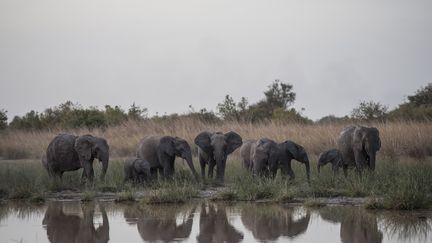 Des éléphants se désaltèrent dans le parc national de la Pendjari, au Bénin, le 10 janvier 2018. (STEFAN HEUNIS / AFP)