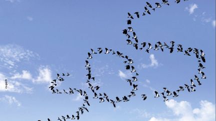 Un tiers des oiseaux a disparu en France en 15 ans à peine. Ils n'ont pas le temps de s'adapter aux changements que l'homme leur inflige. (LIGUE DE PROTECTION DES OISEAUX)