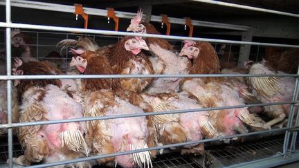 Des poulets en batterie, dans une ferme vendéenne, le 30 avril 2017.&nbsp; (L214 - ETHIQUE & ANIMAUX / AFP)