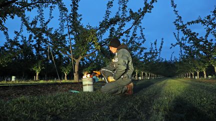  Un employé allume une bougie pour lutter contre le gel nocturne des fruits en formation dans une parcelle d'abricotiers, à Sigolsheim (Haut-Rhin). (THIERRY GACHON / MAXPPP)