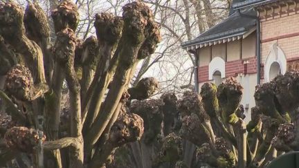 À&nbsp;Orleans (Loiret), la mairie vient d’adopter une mesure choc pour protéger les arbres de la ville.&nbsp; (CAPTURE ECRAN FRANCE 2)