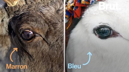 Les yeux des rennes sont uniques au monde : ils deviennent bleus en hiver. Voilà pourquoi et comment ce changement s'opère.