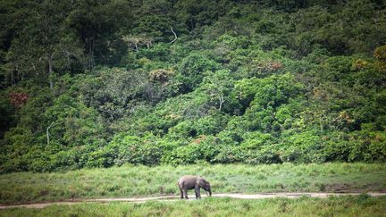 Parc national d'Ivindo, aire protégée de la forêt gabonaise riche en flore en faune. Une exception dans la région où une grande partie des forêts d'Afrique centrale sont en recul.&nbsp; Le 26&nbsp;avril&nbsp;2019 près de Makokou (Gabon). (AMAURY HAUCHARD / AFP)