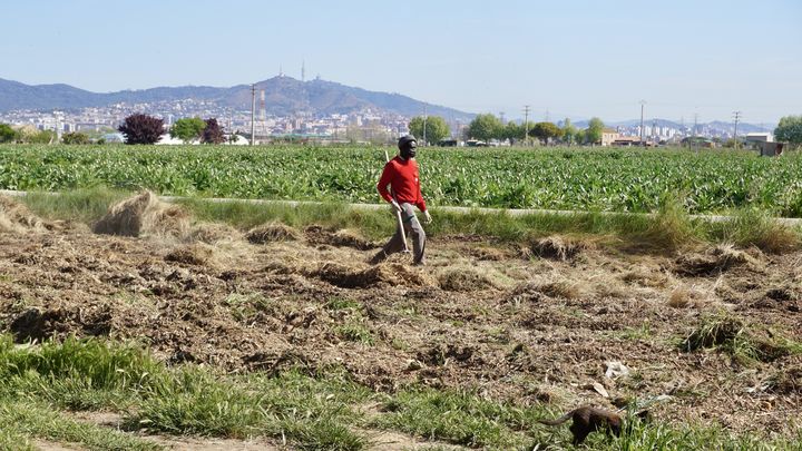 Un ouvrier agricole bêche une parcelle à la terre durcie par la sécheresse, le 19 avril 2023, à Sant Boi de Llobregat (Espagne). (MARIE-VIOLETTE BERNARD / FRANCEINFO)