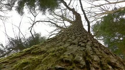 Chêne dans la forêt de Faymont (F. Dupont / France télévisions)