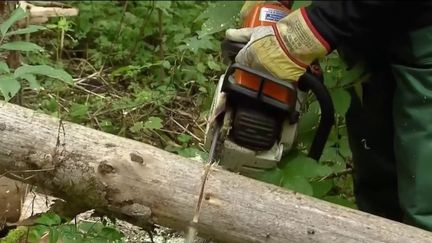 Énergie : en Allemagne, couper son bois est plus avantageux que l'acheter