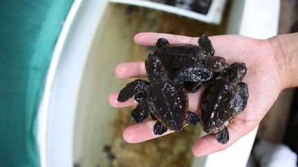 Ils ont &eacute;t&eacute; recueillis par le centre Gumbo Limbo Nature, bas&eacute; en Floride, qui s'engage pour la d&eacute;fense de l'environnement. (JOE RAEDLE / GETTY IMAGES NORTH AMERICA / AFP)