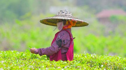 Une ouvrière travaille dans un jardin de thé, avec un masque lors d'un confinement imposé à la suite de la pandémie de coronavirus, à la périphérie d'Agartala, capitale de l'Etat nord-est de Tripura, en Inde.&nbsp;Photo d'illustration. (ABHISEK SAHA / LE PICTORIUM / MAXPPP)