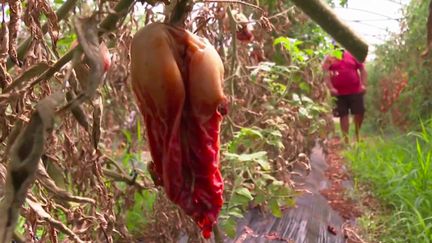 Fortes chaleurs : des fruits et des légumes en manque ou invendables dans les Alpes-Maritimes