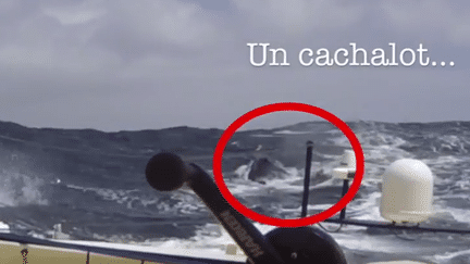 L'image du cachalot qui a contraint Kito de Pavant à l'abandon au Vendée Globe, le 6 décembre 2016.&nbsp; (CAPTURE ECRAN YOUTUBE)