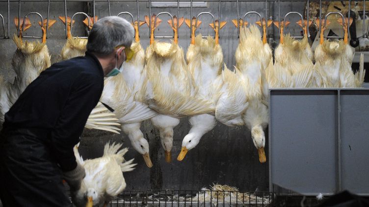 Un Virus Mutant De Grippe Aviaire Cree En Chine Inquiete Les Experts