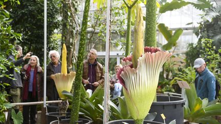 Floraison des deux  pénis de titan en Belgique