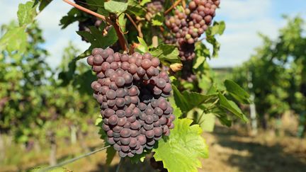 Consommation : quelles différences entre vin naturel, vin bio et vin biodynamique ?