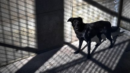 Un chien dans un refuge, le 8 octobre 2021 à Landerneau (Finistère). (FRED TANNEAU / AFP)