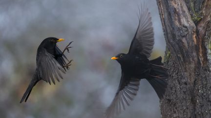 Royaume-Uni : le carton d'un single à base de chants d'oiseaux