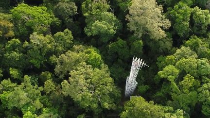 Guyane : le poumon vert français pourrait perdre une partie de sa biodiversité dans les prochaines décennies (France 3)