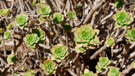 L'aéonium, plante succulente, originaire des îles Canaries.&nbsp; (ISABELLE MORAND / RADIO FRANCE)