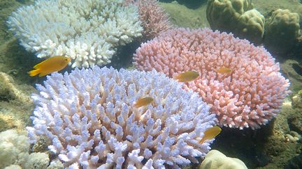 La Grande Barrière australienne constitue le plus vaste ensemble corallien du monde, s'étendant sur&nbsp;environ 348&nbsp;000 kilomètres carrés. (GREG TORDA / ARC CENTRE OF EXCELLENCE FOR COR / AFP)