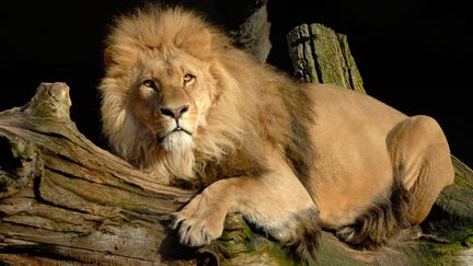 Un lion dans son enclos au zoo de Hambourg en Allemagne. (SIMON DAVAL / MAXPPP)