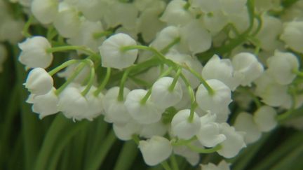 Dimanche 1er mai, ce sera le traditionnel jour du muguet. Pas de vacances donc pour les producteurs des petites clochettes. Reportage à Martillac, près de Bordeaux.&nbsp; (FRANCE 3)