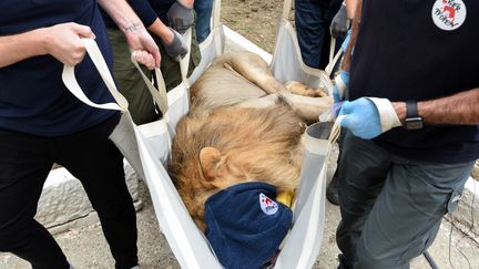 Des militants de l'association Vier Pfoten (Quatre Pattes) extraient le lion Lenci d'un zoo de la ville de Fier, le 28 octobre 2018, afin de le soigner. (GENT SHKULLAKU / AFP)