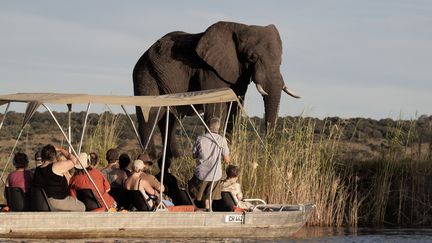 Des touristes face à un éléphant dans le parc national de Chobe (Botswana).&nbsp; (CHRIS JEK / AFP)
