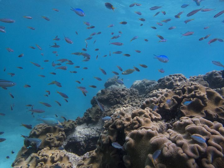 Des poissons autour de la Grande Barrière de corail, en Australie, le 12 février 2019.&nbsp; (ANTOINE BOUREAU / PHOTONONSTOP / AFP)