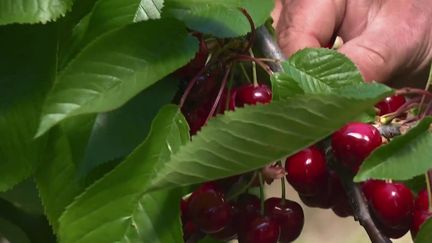 Des cerises burlat. (CAPTURE ECRAN FRANCE 3)