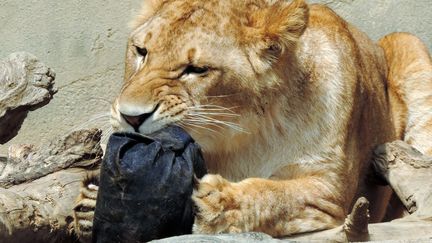 Zoo jeans, la marque japonaise relookée par des animaux
 (KAMINE ZOO / AFP)